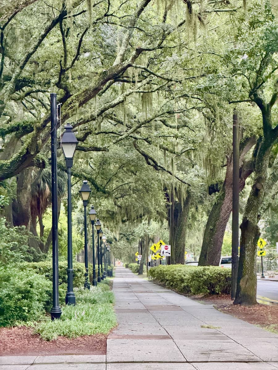 A live oak canopy draped with Spanish moss over a historic street in Savannah, Georgia